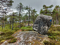 Olepetter_20260605_6a22aac73f6eb.jpg