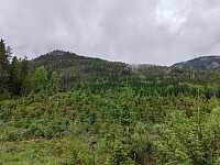 Olepetter_20260605_6a22aac78e6cc.jpg