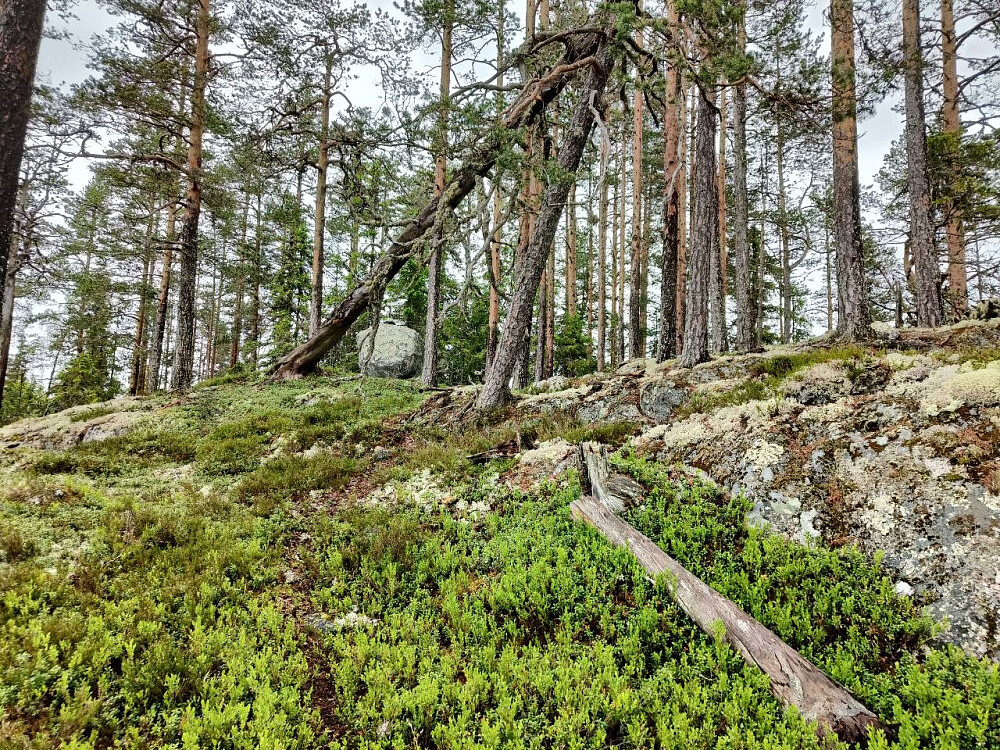Toppen av Hesjabakkollen.