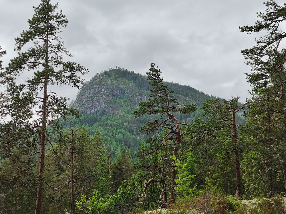 Svartfjellkollen er fin fra denne vinkelen.