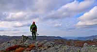 Aust for Risatjørn