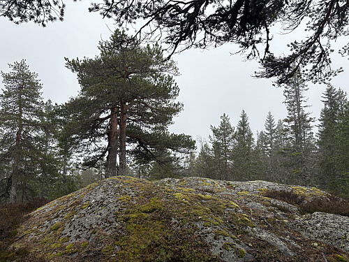 Gunhildåsen i Ringerike