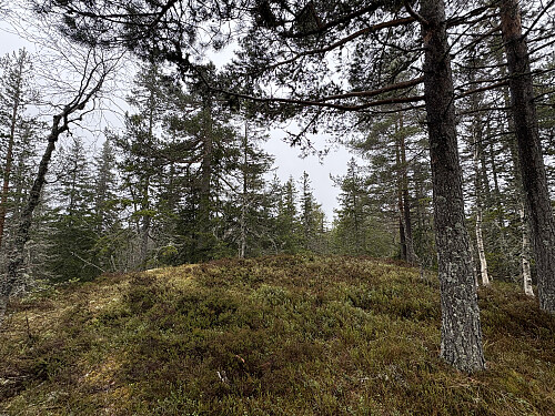 Høgås i Ringerike