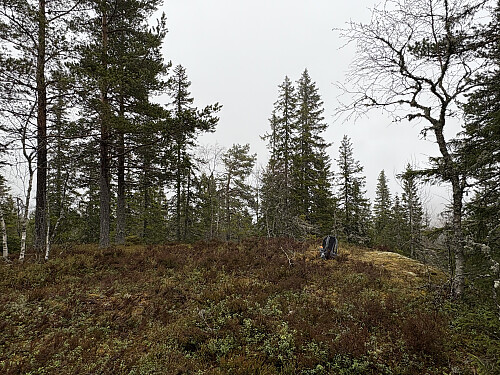 Høgås i Ringerike