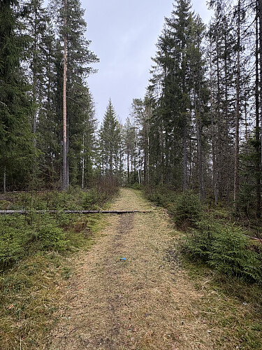 Trivelig gammel skogsvei i starten av turen