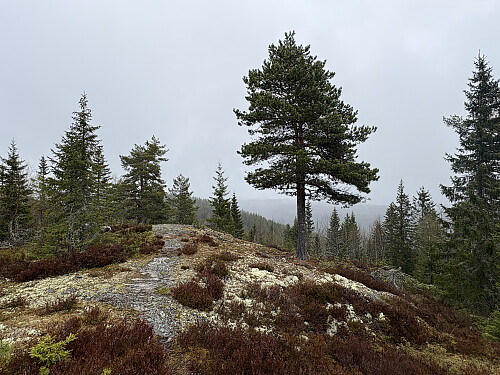 Rishuet i Ringerike