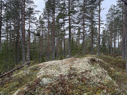 Anbjørgåsen i Ringerike