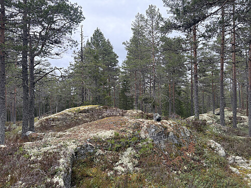 Høgåsen i Ringerike