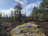 Klomshue 608 moh i Ringerike