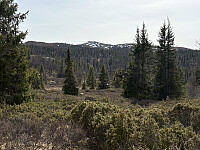 Holtelifjellet i sikte helt i starten av turen