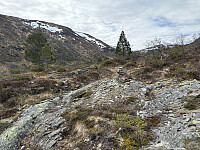 Svakt merket/vardet sti innover Vossedalen