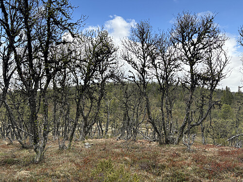 Bjørkehovda sett fra Grefsgardnatten