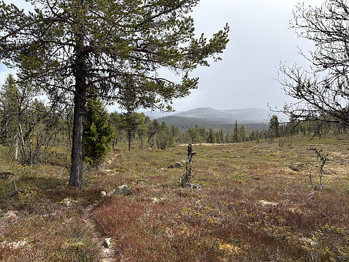 Åshovda stikker opp i det fjerne