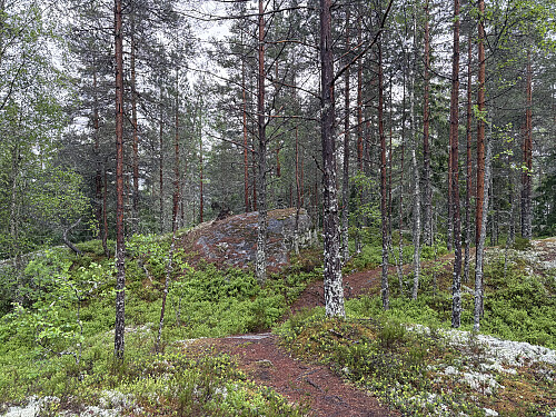 Vanakleiv i Lillestrøm
