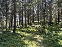 ØyvindBergkvam_20250920_68cf03371be6a.jpg