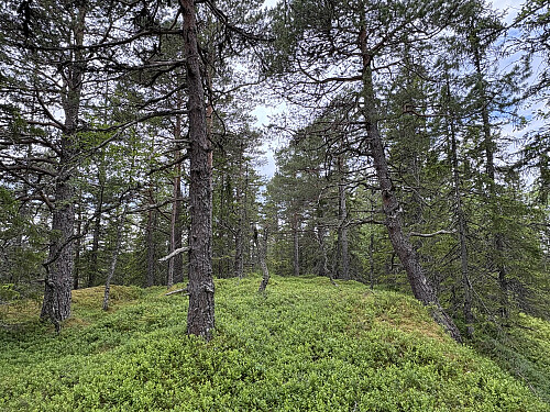 Beistadsnauen i Stjørdal