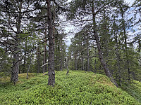 ØyvindBergkvam_20250921_68cfa4c4d54a8.jpg