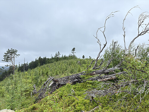 Toppunktet ligger i treklynga i bakgrunnen