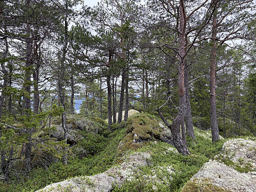Toppunktet som ligger 4-5oo meter lenger nord på ryggen