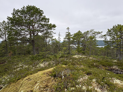 Toppen av Aunåsberget