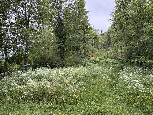 Herfra svinger stien av mot Hoplaåsen. Den er tydeligere enn det ser ut som på bildet