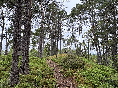 Hoplaåsen i Levanger