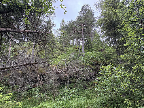 Tett og til tider nesten ufremkommelig terreng på nordsiden av gården