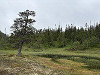 ØyvindBergkvam_20250921_68cfd46210d49.jpg