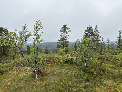 Toppen av Langåsen i Trondheim