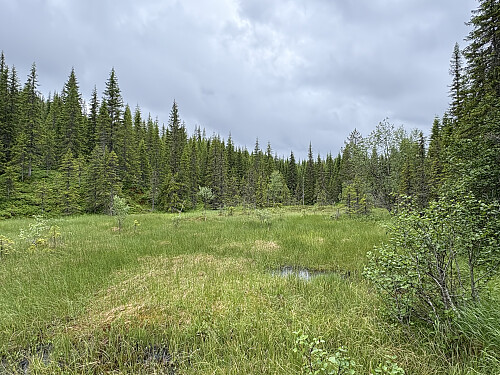 En av myrene som måtte passeres på vei opp til Hovsetervola