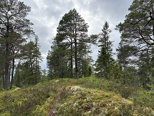 Høgklimpen i Levanger