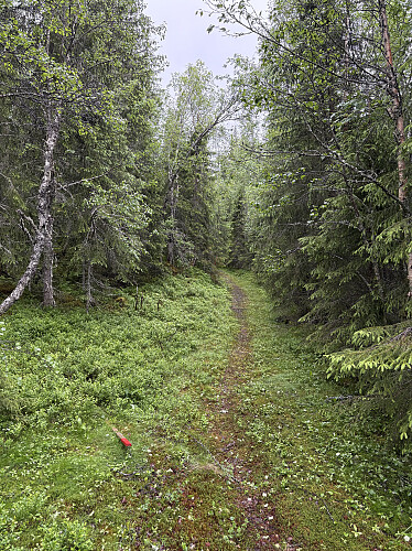 Fin merket sti hele veien opp til Dalavola