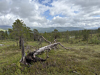 ØyvindBergkvam_20251021_68f784a50d020.jpg