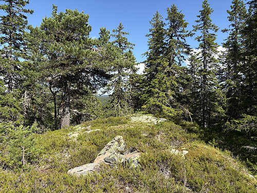 Trigpunktet nord for toppen