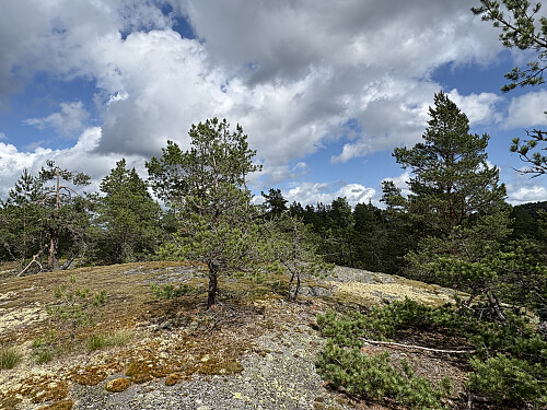 Skauguttleiråsen i Siljan