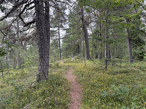 God og merket sti opp fra Eiklivann