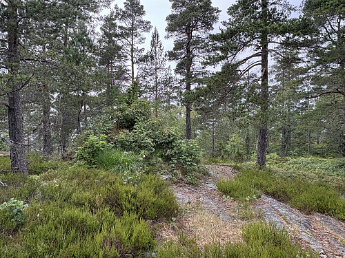 Toppunktet på Havsås