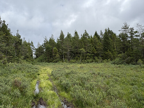 Stien går over ei myr like før toppkollen som ses til høyre på bildet.