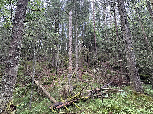 Bushing opp mot toppkollen