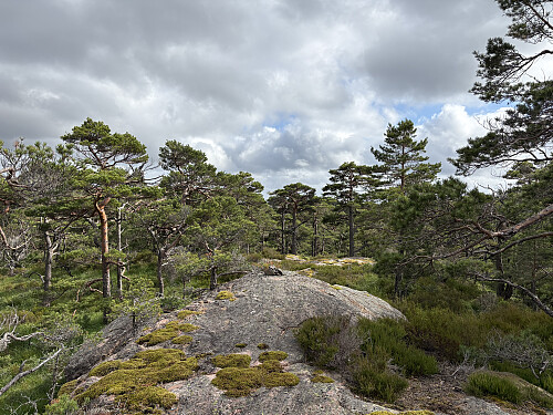 Toppkollen på Borgeheia
