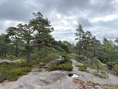 ...eller eventuelt her. Det er også andre jevnhøye koller i området.