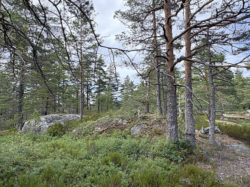 Det er nok denne kollen som ligger 30-40 meter lenger nord som er den høyeste på Garfjell