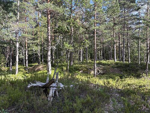 Endelig oppe på ryggen, nå er det noen hundre meter innover til toppkollen