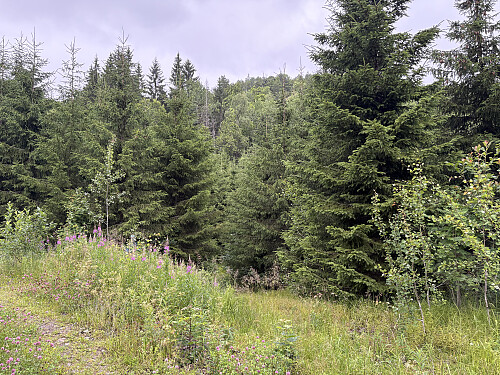 Vel nede igjen fra Holtehedde forsøker jeg meg inn mot Lindevannet på denne stien
