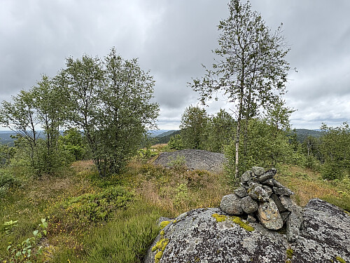 Høymyrpynt i Larvik