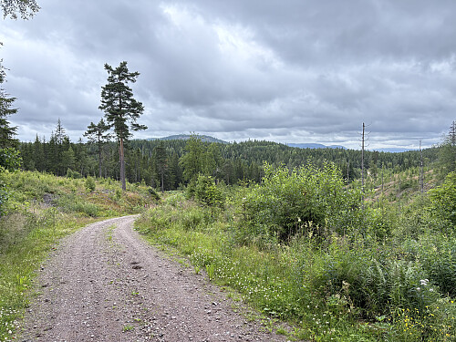 Fin sykkelvei innover mot Grasåsen