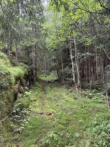 Traktorveien er noe gjengrodd men fin å følge