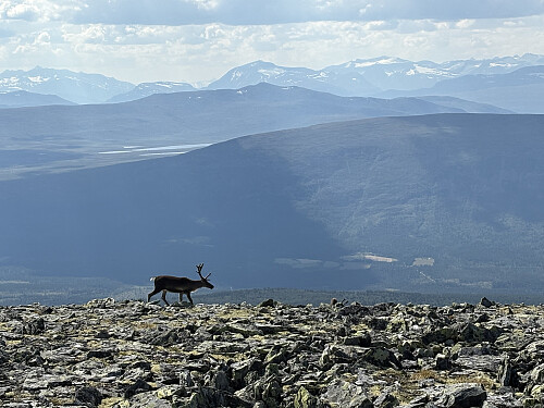 Hyggelig selskap på toppen. Besshøe ses bak i midten av bildet.