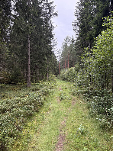 Det var god sti et stykke opp mot Buåsen, men jeg overså avstikkeren som førte opp mot toppen