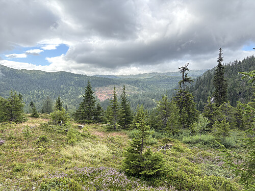 Fint skogsterreng med utsikt sørover underveis